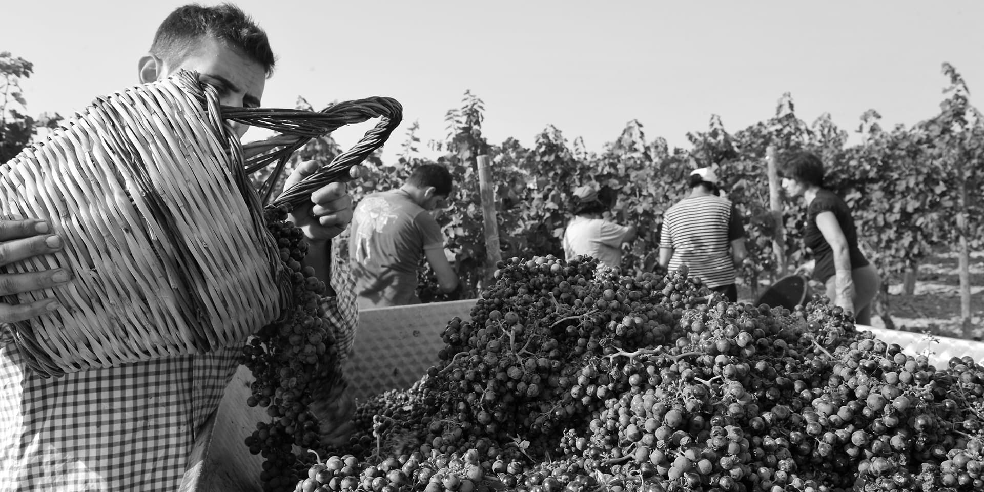 Azienda Agricola Fabiana image 1