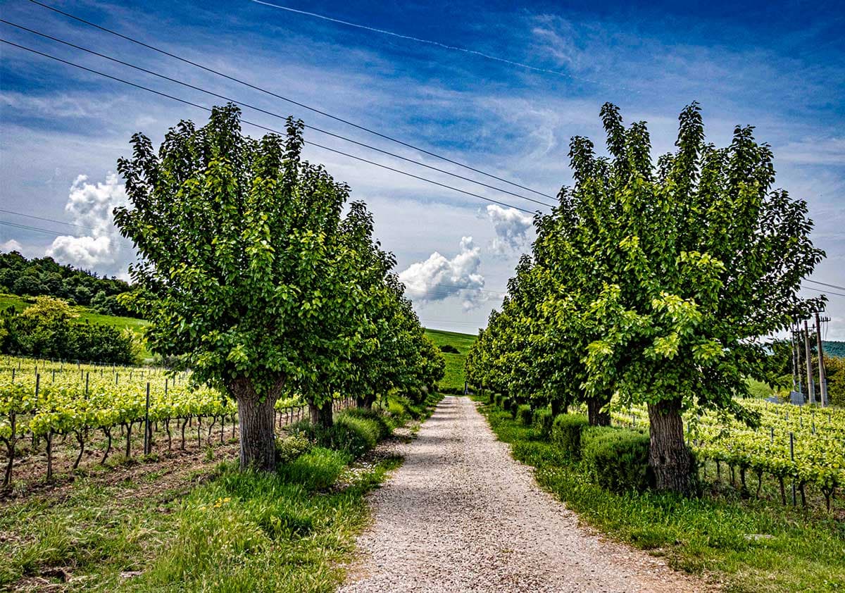 Tenuta I Gelsi image 1