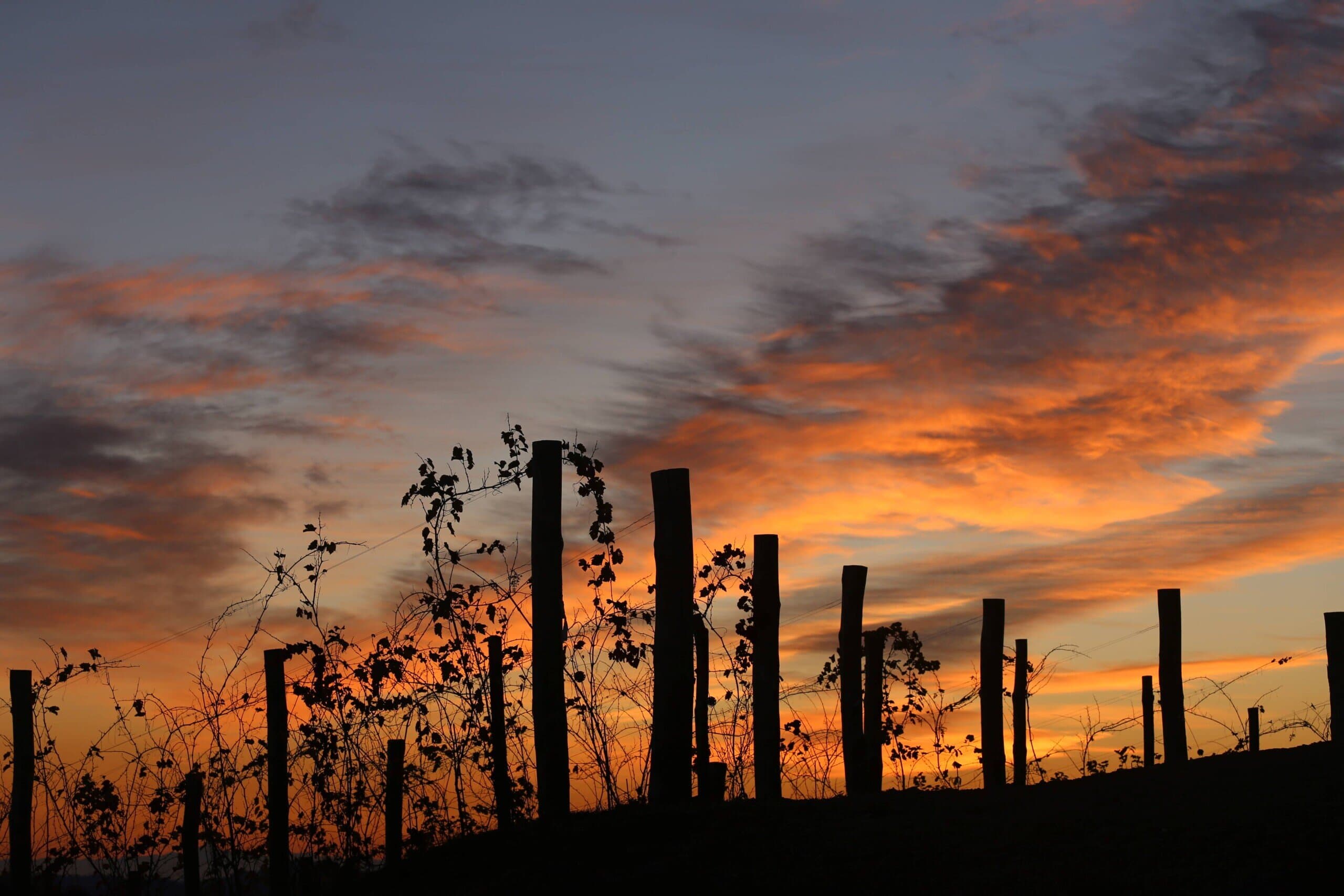 Podere ai Valloni image 1
