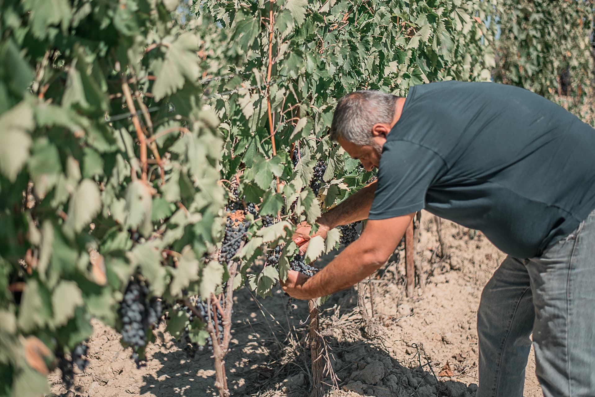 Alessandro Rossi image 1