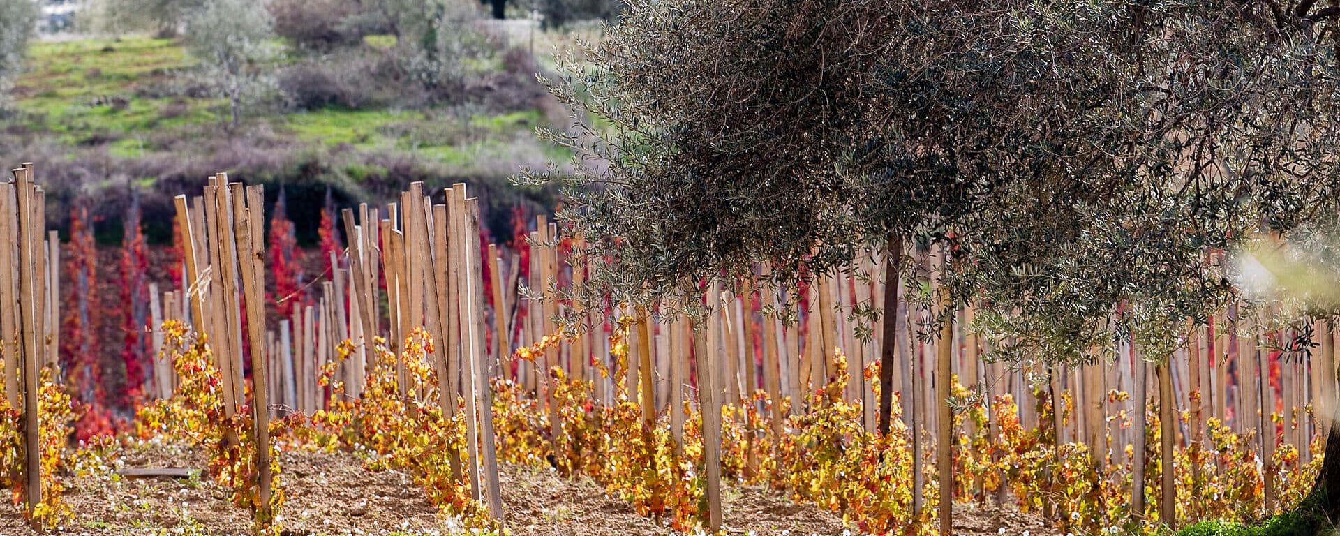 Azienda Agricola Daino image 1