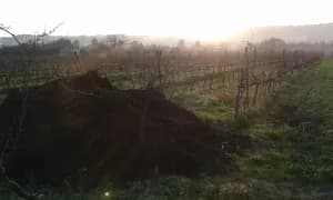 Cantina Supersanum image 1