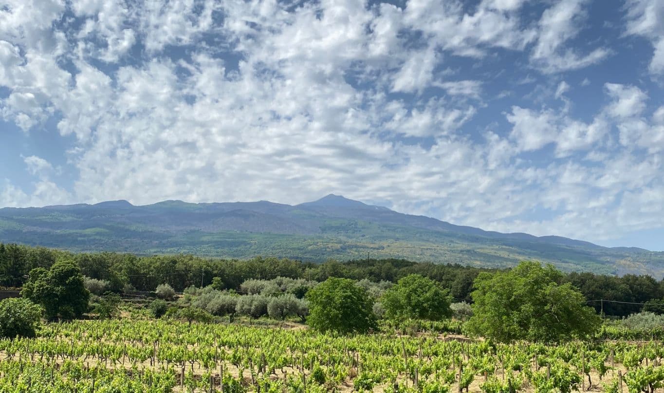 Emiliano Falsini image 1