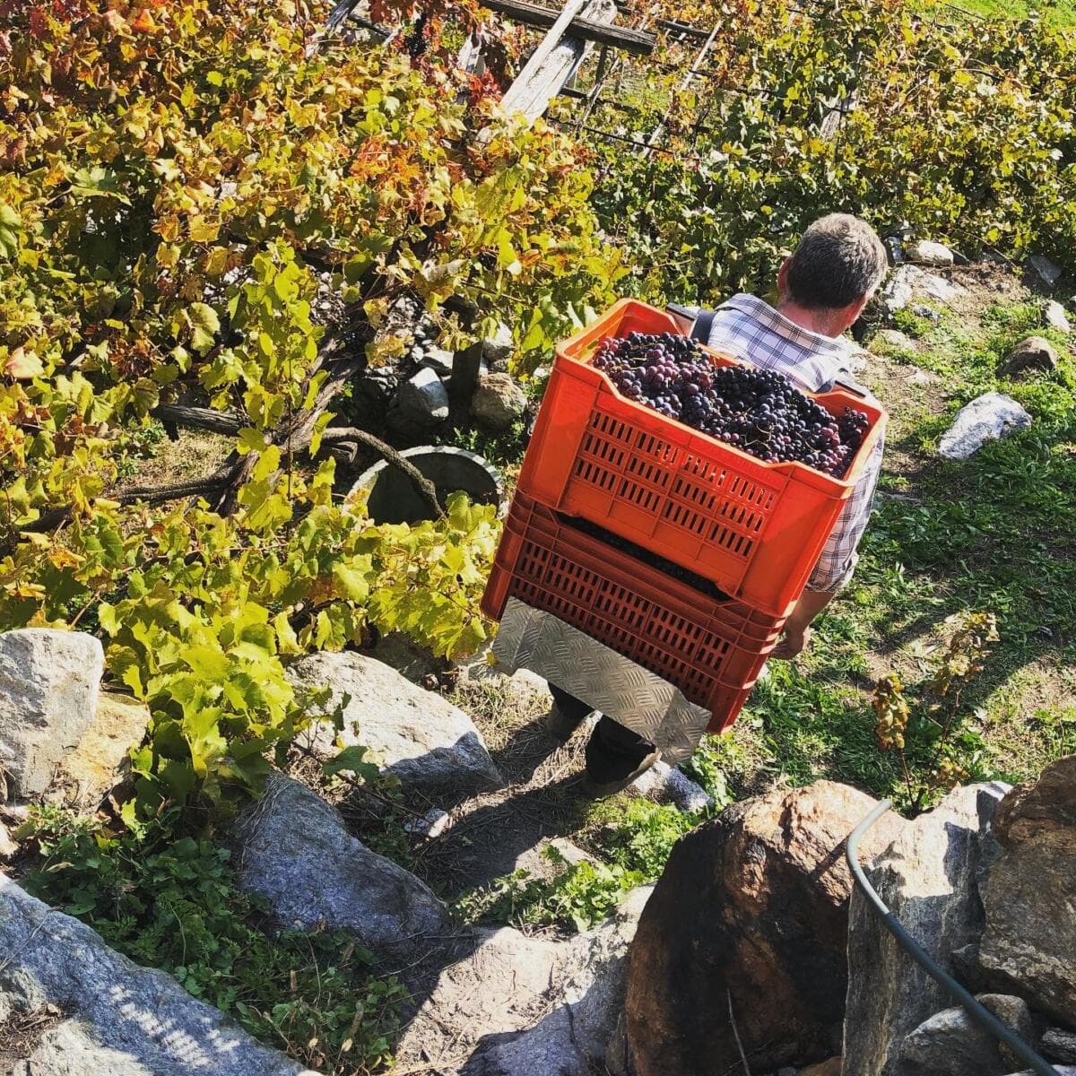 Piantagrossa image 1